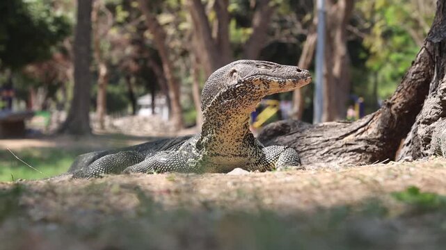 Water Monitor Lizard Lying Under a Tree in a Park, Close-Up