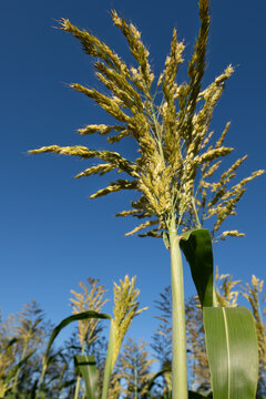 A close-up of a millet ear that has ripened in the field. The blue sky is in the background.