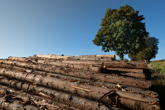 Freshly cut tree trunks are piled on top of each other. In the background are two deciduous trees and the blue sky. The sun is shining.