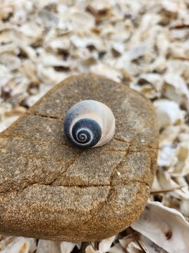 Close-up of a beautiful spiral pattern on a seashell