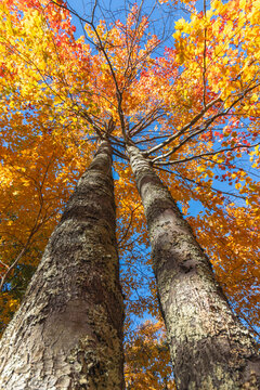 Upper Awosting carriage road  in Minnewaska State Park, NY, on a crisp and clear Autumn morning surrounded by vivid fall foliage