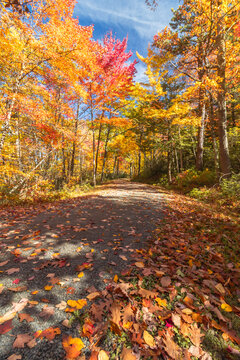 Upper Awosting carriage road  in Minnewaska State Park, NY, on a crisp and clear Autumn morning surrounded by vivid fall foliage