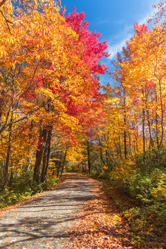 Upper Awosting carriage road  in Minnewaska State Park, NY, on a crisp and clear Autumn morning surrounded by vivid fall foliage