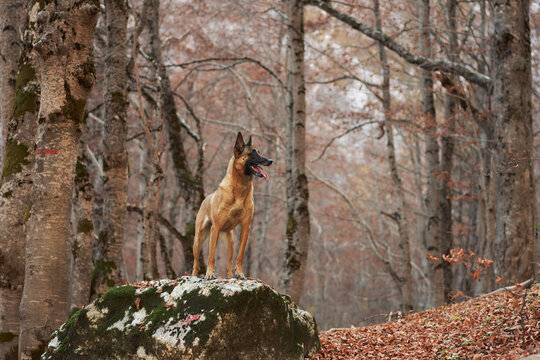 Belgian Malinois stands on a mossy rock among bare woodland trees and fallen leaves. Seasonal surroundings create a scenic setting for hiking, travel and wilderness adventure.