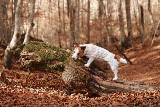 Jack Russell Terrier climbs across a mossy tree trunk surrounded by dry leaves. Warm seasonal forest colors create an active fall hiking and adventure scene.
