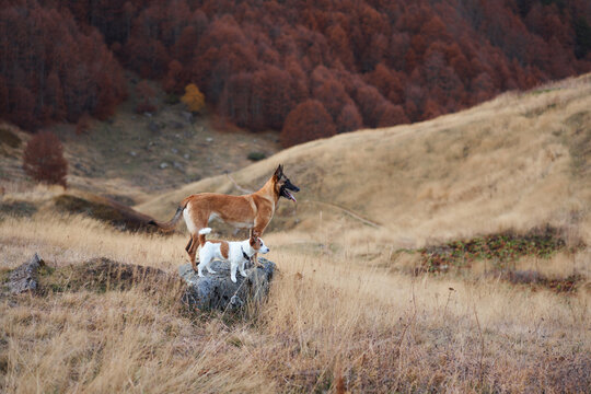 Belgian Malinois runs through golden alpine grass beneath a red fall forest. Open highland scenery captures active hiking, exploration and wilderness travel.
