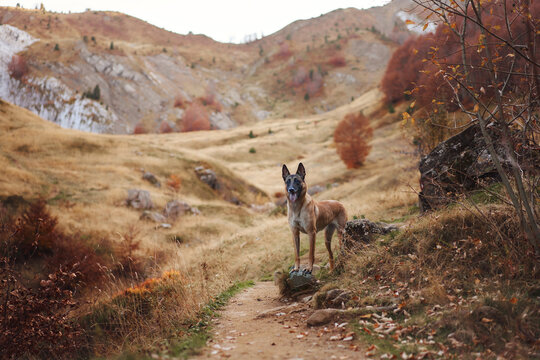 Belgian Malinois pauses on a narrow alpine trail between golden mountain slopes. Seasonal vegetation creates a peaceful setting for fall travel and wilderness exploration.