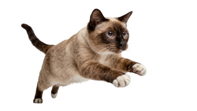 Isolated adorable Siamese cat mid-air jump, showcasing its beautiful blue eyes and agility