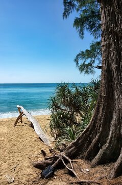 Mai Khao Beach Framed by Coastal Trees, Phuket, Thailand
