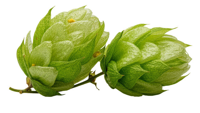 Isolated vibrant green hop cones on a stem, key ingredient for beer brewing and natural medicine.