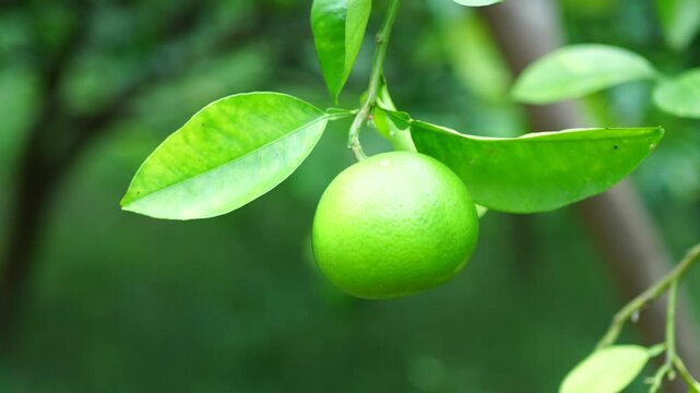 Green Hassaku Citrus Fruit Growing on Tree Branch in Japan