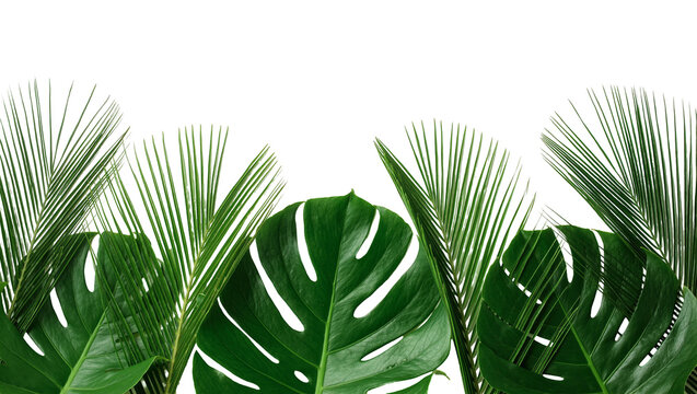 Isolated fresh green tropical Monstera and palm leaves creating a beautiful natural border