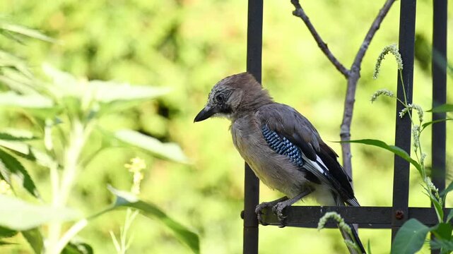 Eurasian jay (Garrulus glandarius), young animal, sitting on a metal obelisk in the garden and looking curiously upwards, then hopping to the side, bright natural daylight, background blurred in fres