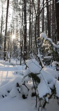 mixed forest with pines and trees in a forest covered with snow and large white snowdrifts in nature after snowfalls, white bright and crisp snow in a coniferous forest with tall old pine trees