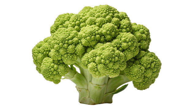 Isolated Romanesco broccoli, fresh green vegetable with unique fractal geometric pattern