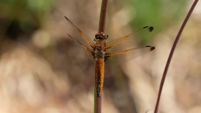 Lace spot female (Libellula fulva), sitting on plant stem and preening itself, close-up, Genthin, Saxony-Anhalt, Germany