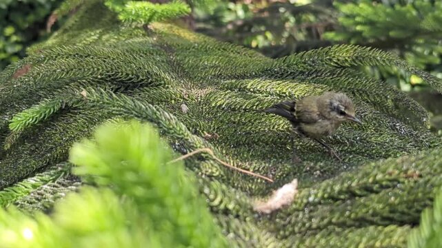 A common chiffchaff feeding on the branches of a tree