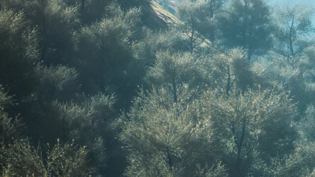 Dense forest covers the sloping terrain of a mountain during daytime, showing green trees and natural landscape with soft light filtering through branches