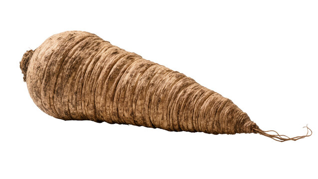 Isolated raw fresh parsnip-like root vegetable with earthy textured skin and fine rootlets.