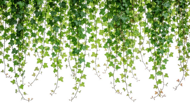 Isolated green ivy leaves and vines hanging, fresh lush foliage, botanical design element