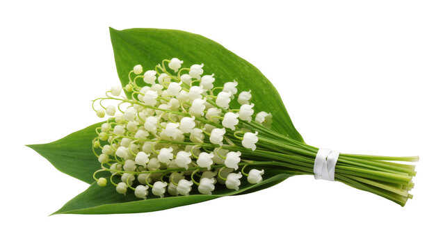 Isolated elegant lily of the valley flowers with green leaves, tied as a delicate spring bouquet