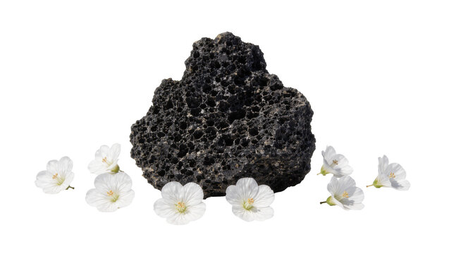 Isolated dark volcanic rock with natural texture and many delicate white flowers, close-up studio shot