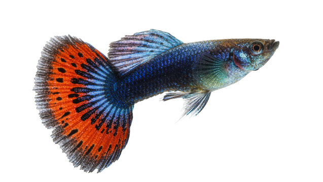 Isolated vibrant male guppy fish with blue iridescent body and large orange spotted tail fin