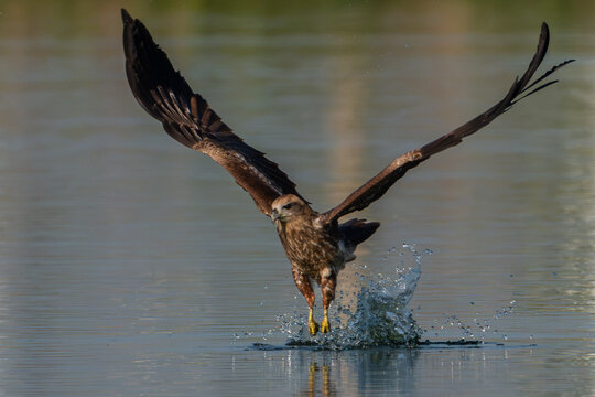 Brahminy kite trying to taking food from sea.Hawk flying over the river for hunting fishes.Brahminy kite hawk flies and catches fish in the lake.Wildlife photography concept.