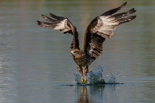 Brahminy kite trying to taking food from sea.Hawk flying over the river for hunting fishes.Brahminy kite hawk flies and catches fish in the lake.Wildlife photography concept.