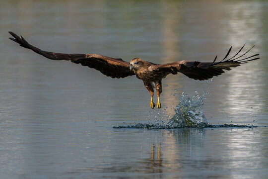 Brahminy kite trying to taking food from sea.Hawk flying over the river for hunting fishes.Brahminy kite hawk flies and catches fish in the lake.Wildlife photography concept.
