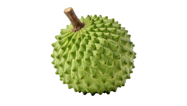 Isolated fresh green soursop tropical fruit, a single healthy raw exotic food item
