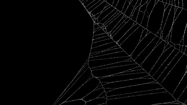 Side edge of real frost covered spider web. Authentic spiders web for an ominous haunted atmosphere. Eerie silhouette of a real dusty cobweb for a scary spooky Halloween backgrounds overlay.