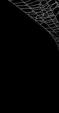 Real spider web background slowly moving in top corner frame. Detailed spiders web movement. Eerie silhouette of a real torn cobweb border for spooky Halloween backgrounds overlay. Seamless Loop.