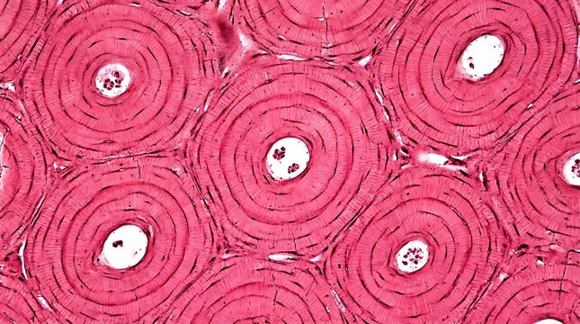 Microscopic view of compact bone tissue showing osteons with Haversian canals and concentric lamellae