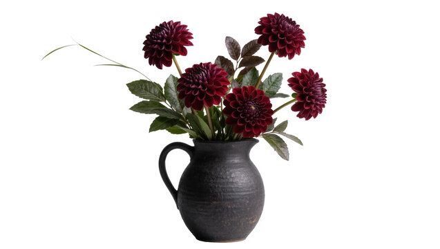 Isolated dark red dahlia flowers in a rustic black ceramic vase, elegant floral bouquet