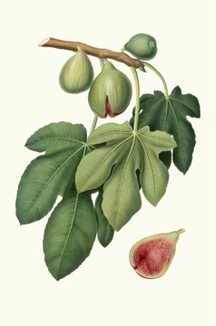 Fico verdone, Ficus carica, the variety is characterized by medium-sized fruits with a thin, light green skin. The flesh is reddish, very sweet and aromatic, authentic, digitally restored reproduction from a 19th century original, exact date of presentation unknown, historical