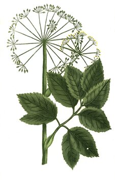 Angelica sativa, Angelica, Historical, digitally restored reproduction of a 19th century original