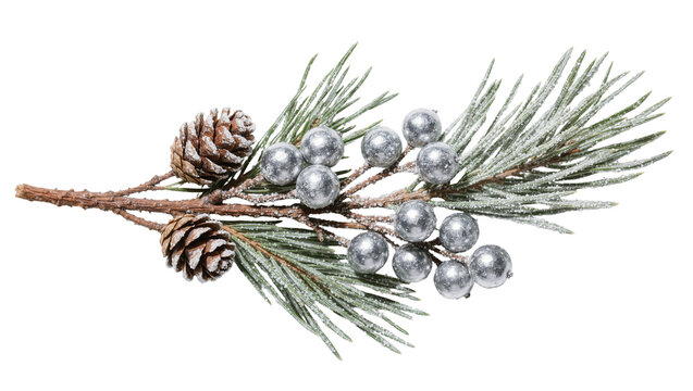 Isolated Christmas pine branch with frosted cones and silver berries, winter holiday decoration.