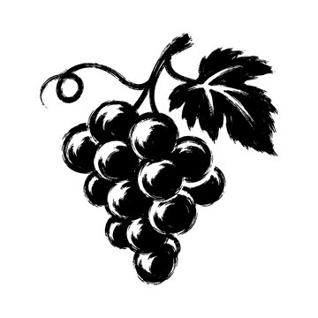 Black sketch vector illustration of fresh grapes with leaves