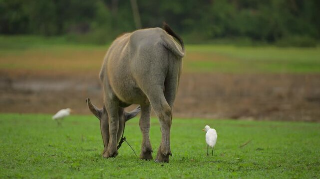 Domestic buffalo graze in a meadow alongside several egrets, part 9