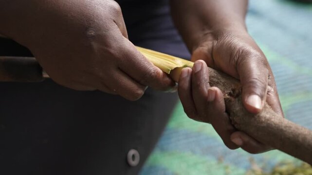 Hands peeling cinnamon bark to reveal pale inner bark in Sri Lanka, showing branch, spice processing and cinnamon production.