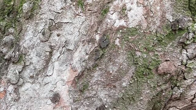 Tree bark texture covered with patches of green moss.