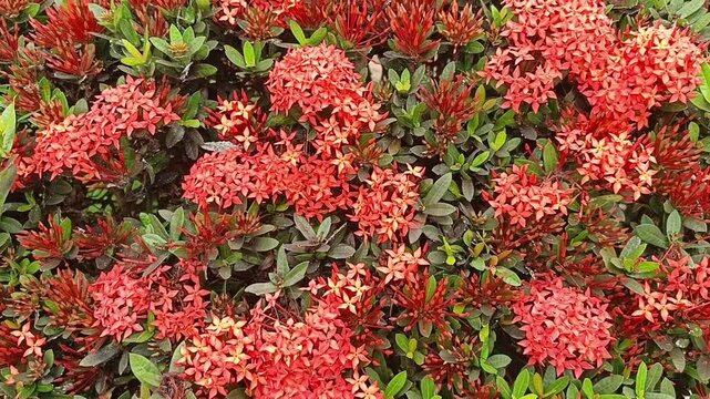 Red ixora flowers blooming densely in a lush garden.