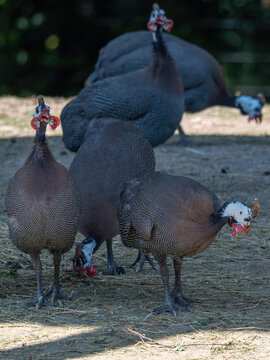 Guineafowl birds outdoors in an enclosure.