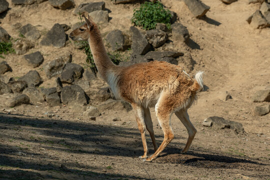 Peeing cream-colored llama outdoors with stones in the background.