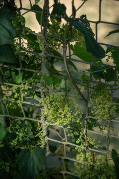 Green flowers of wild hops on a rope mesh fence.