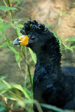 Detail of the head of an adult yellow-billed hornbill.