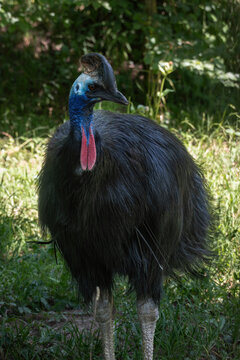 Southern cassowary with grass in the background.