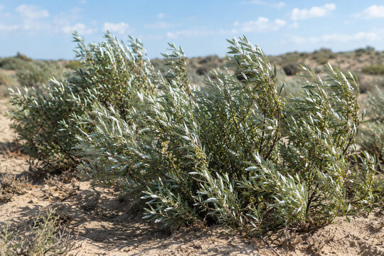Oleaster shrubs with silvery leaves growing in sandy, arid soil.