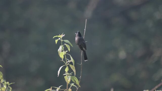 Wild black drongo bird perched on thin green plant stem in natural forest habitat
